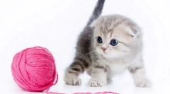 Hogyan hívjunk egy kisci lányt: a legjobb ötletek a különböző fajták és színek számára